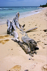 Image showing  footstep and tree in  republica dominicana