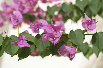 Image showing Bougainvillea