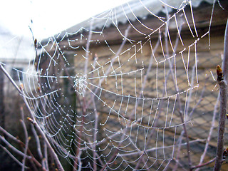 Image showing spider's web with dew