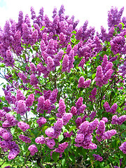 Image showing Bush of a lilac