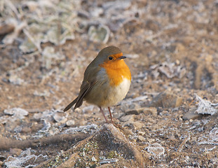 Image showing Robin