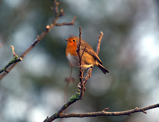 Image showing Robin