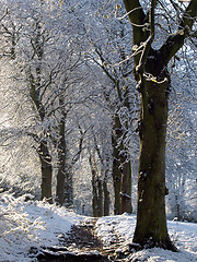 Image showing Trees in Snow