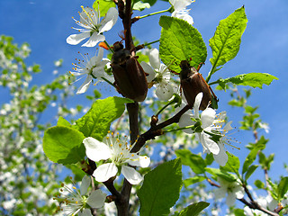Image showing Chafers climbing on blossoming plum