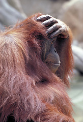 Image showing Orangutan