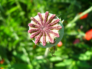 Image showing Green head of a poppy