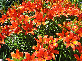 Image showing beautiful red lilies