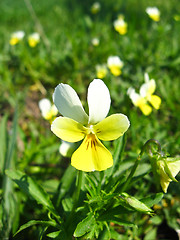 Image showing the lonely buttercup