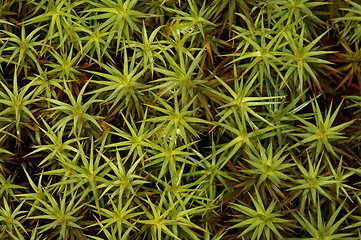 Image showing Polytrichum