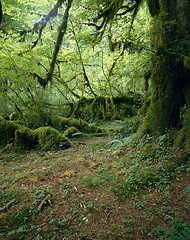 Image showing Hoh Rainforest