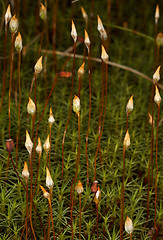 Image showing Polytrichum