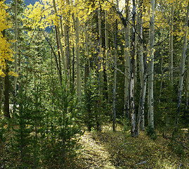 Image showing Aspen