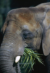 Image showing Elephant