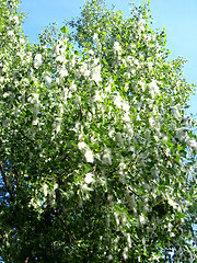 Image showing poplar down on a tree