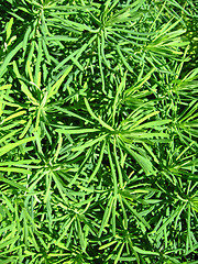 Image showing Green vegetative background