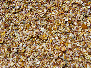 Image showing Background from sand and cockleshells