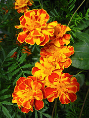 Image showing A beautiful flowers of tagetes