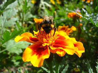 Image showing Bumblebee in a flower of lilac tagetes