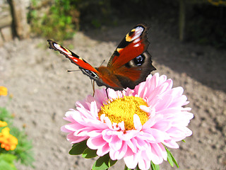 Image showing butterfly of peacock eye sitting on the aster