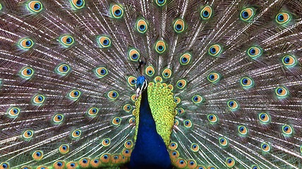 Image showing Peacock