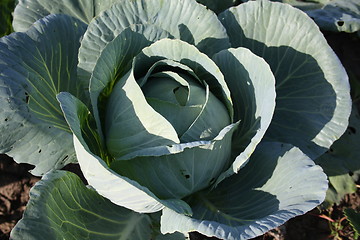 Image showing The cabbage ripens