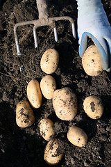 Image showing Manual excavation of a potato