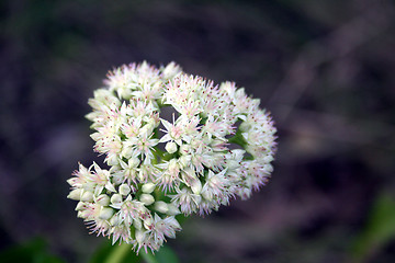 Image showing Blossoming garlic
