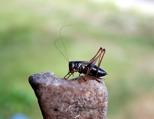 Image showing Insect a cricket