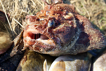 Image showing Beautiful fish the sea bull-calfe