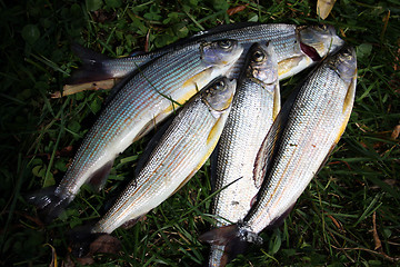 Image showing Fish grayling