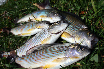 Image showing Fish grayling on a grass