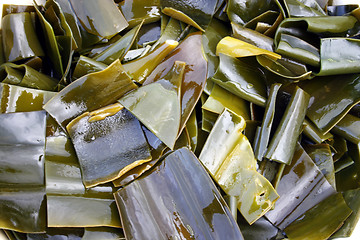 Image showing Laminaria, seaweed.