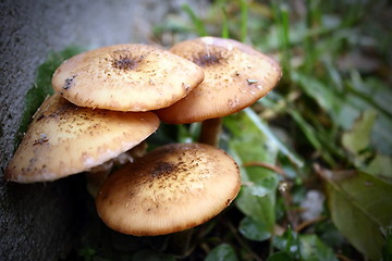 Image showing honey fungus