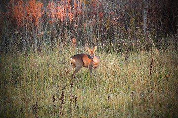 Image showing roe deer doe in sunset light