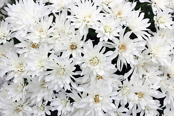 Image showing white mums bouquet