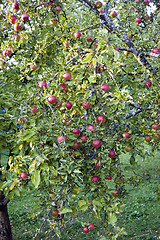 Image showing Apple tree