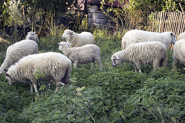 Image showing Sheep grazing