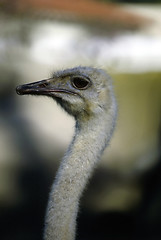 Image showing Ostrich