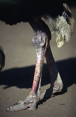 Image showing Ostrich legs