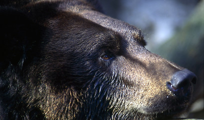 Image showing Bear