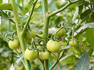 Image showing Green tomatoes in greenhouse