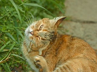 Image showing Striped pussycat scratching fleas