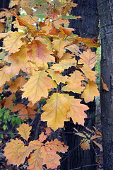 Image showing Autumn forest