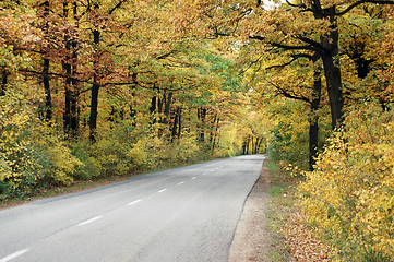 Image showing Autumn forest 