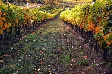 Image showing Vineyard