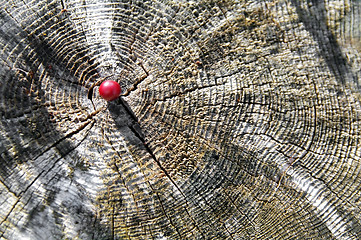 Image showing Cranberry on the trunk