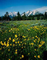 Image showing Grand Teton