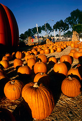 Image showing Pumpkins Sale