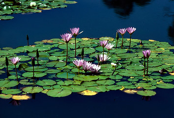 Image showing Water Lily