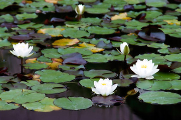 Image showing Water Lily